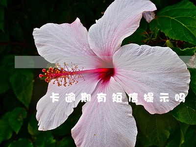卡逾期有短信提示吗