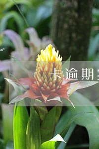 卡逾期案可以上诉吗