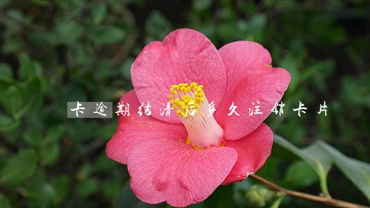 卡逾期结清后多久注销卡片
