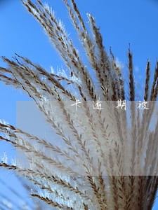 卡逾期被判罚金