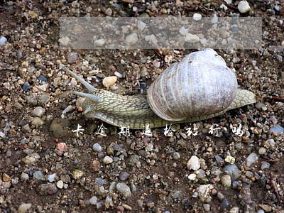 卡逾期过检站行吗