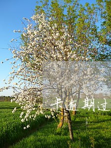 卡逾期过销户