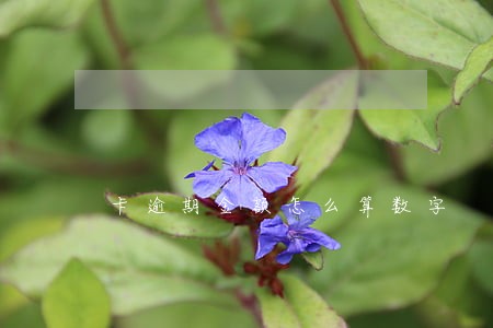 卡逾期金额怎么算数字