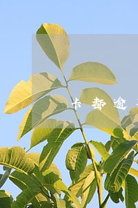 卡都逾期了花呗怎么还提额