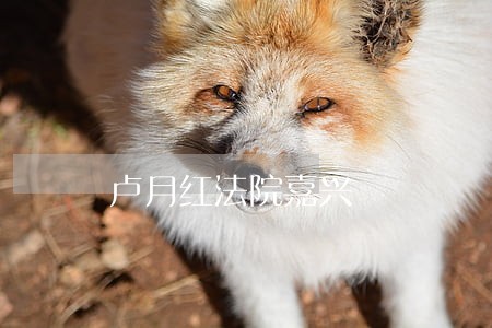 卢月红法院嘉兴 卢月红法院嘉兴
