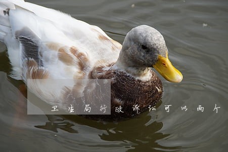 卫生局行政诉讼可以两个原告吗 卫生局行政诉讼可以两个原告吗