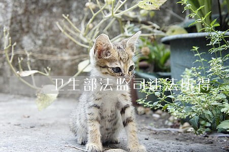 卫生部法监司违法所得 卫生部法监司违法所得