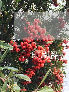 印刷品广告法规 印刷品广告法规