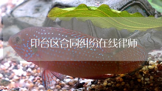 印台区合同纠纷在线律师 印台区合同纠纷在线律师