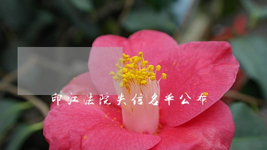 印江法院失信名单公布 印江法院失信名单公布