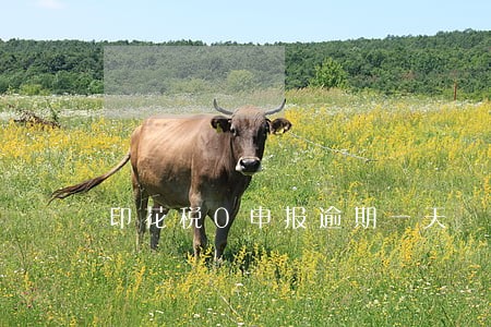 印花税0申报逾期一天 印花税0申报逾期一天