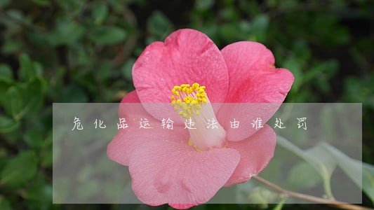 危化品运输违法由谁处罚 危化品运输违法由谁处罚