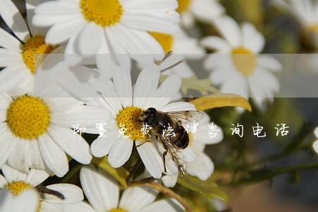 即墨免费法律咨询电话 即墨免费法律咨询电话