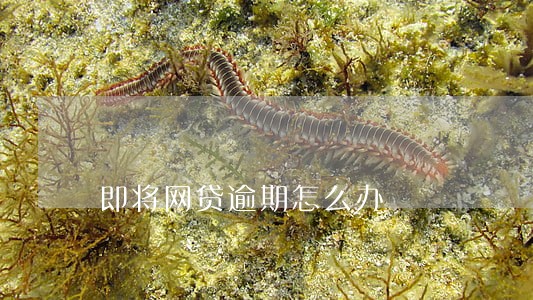 即将网贷逾期怎么办