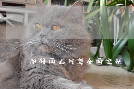 即将面临网贷全面逾期 即将面临网贷全面逾期