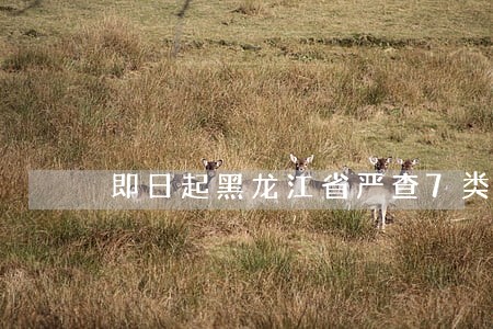 即日起黑龙江省严查7类交通违法