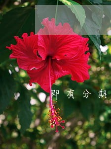 即有分期逾期5天黑户 即有分期逾期5天黑户