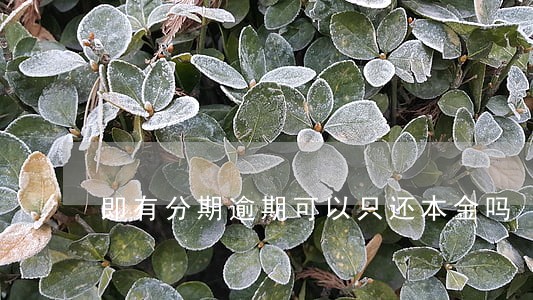 即有分期逾期可以只还本金吗 即有分期逾期可以只还本金吗