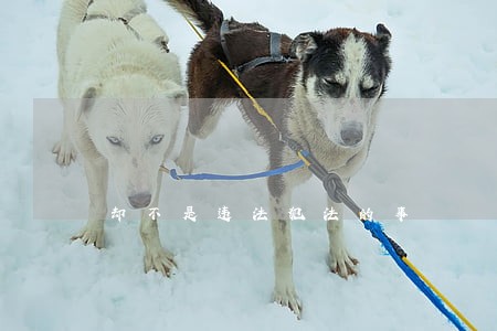 却不是违法犯法的事 却不是违法犯法的事