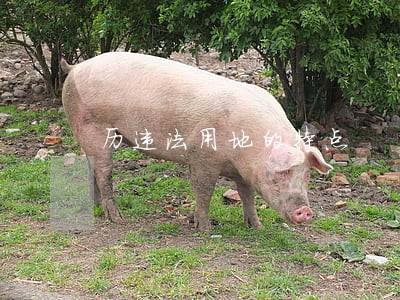 历违法用地的特点