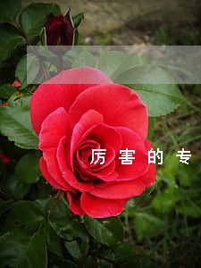 厉害的专业合同律师 厉害的专业合同律师