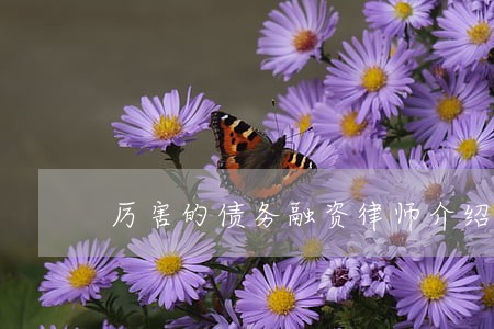 厉害的债务融资律师介绍 厉害的债务融资律师介绍