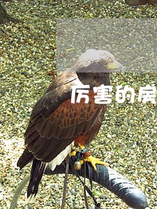 厉害的房产专业律师 厉害的房产专业律师