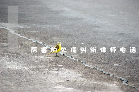 厉害的欠债纠纷律师电话微信 厉害的欠债纠纷律师电话微信