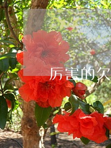 厉害的欠款纠纷律师选哪个 厉害的欠款纠纷律师选哪个