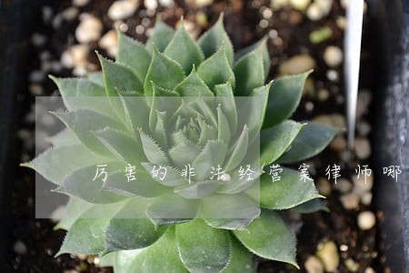 厉害的非法经营案律师哪个好 厉害的非法经营案律师哪个好