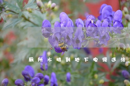 厕所水排到地下电缆违法吗 厕所水排到地下电缆违法吗