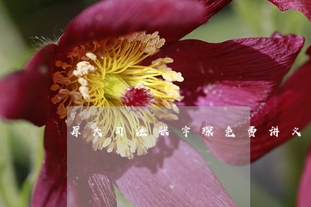 厚大司法张宇琛免费讲义 厚大司法张宇琛免费讲义