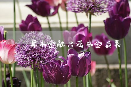 厚本金融只还本金后果 厚本金融只还本金后果