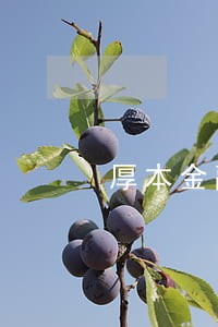 厚本金融线下贷款逾期 厚本金融线下贷款逾期