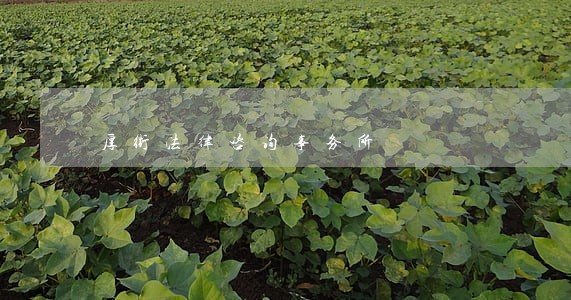 厚街法律咨询事务所