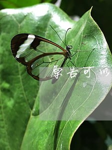 原告可以不理会被告律师吗 原告可以不理会被告律师吗