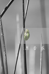原告在行政诉讼中不承担举证责任 原告在行政诉讼中不承担举证责任