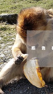 原告在诉讼上出事为证 原告在诉讼上出事为证