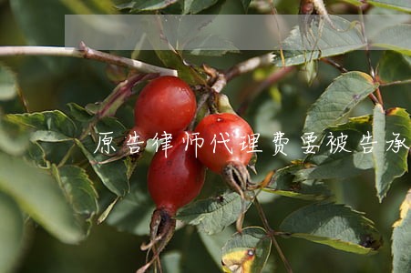 原告律师代理费要被告承担吗 原告律师代理费要被告承担吗