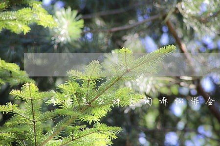 原告怎么样查询诉讼保全结果 原告怎么样查询诉讼保全结果