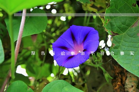 原告诉讼事由不符合事实