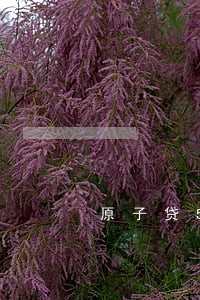 原子贷500逾期一个月 原子贷500逾期一个月