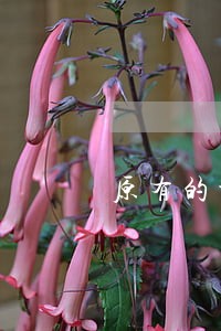 原有的诉讼保全自动解除吗