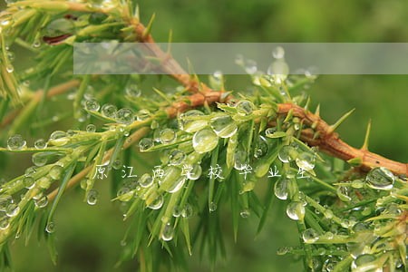 原江西学校毕业生 原江西学校毕业生