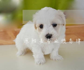 原阳县专业债务律师网站