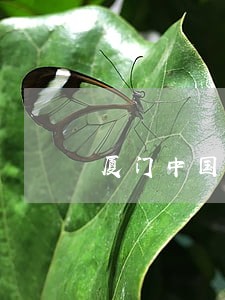 厦门中国好声音投票违法吗