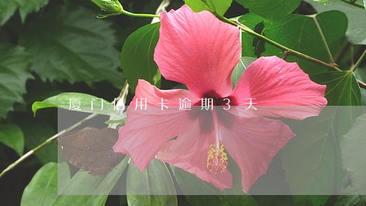 厦门信用卡逾期3天 厦门信用卡逾期3天