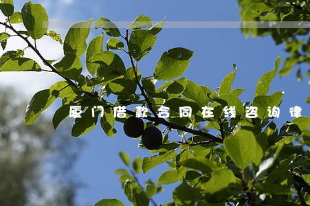厦门借款合同在线咨询律师 厦门借款合同在线咨询律师