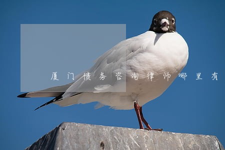 厦门债务咨询律师哪里有 厦门债务咨询律师哪里有
