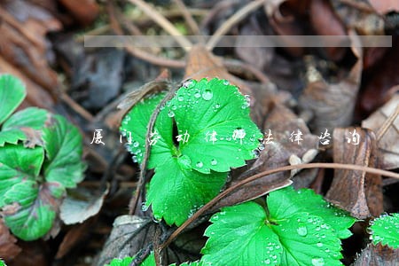 厦门劳动律师法律咨询 厦门劳动律师法律咨询
